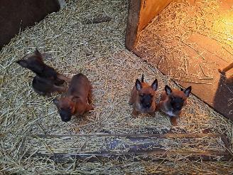 Alle  Megelseherder x duitse herder pups picture 9